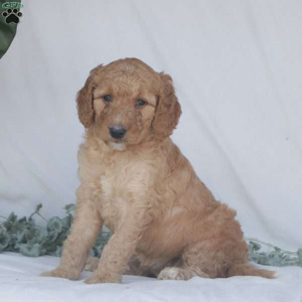 Gemma F1B, Goldendoodle Puppy